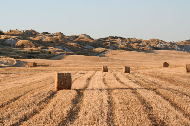 Crete senesi Fieno
