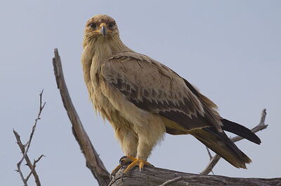 Tawny Eagle