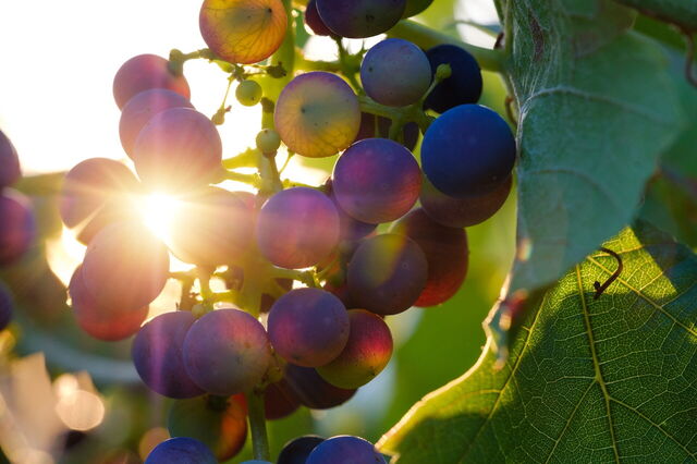 Grapes in a winery