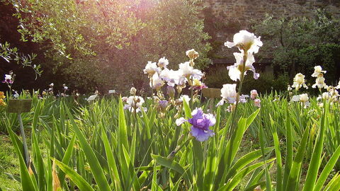 Flowers in the Iris Garden