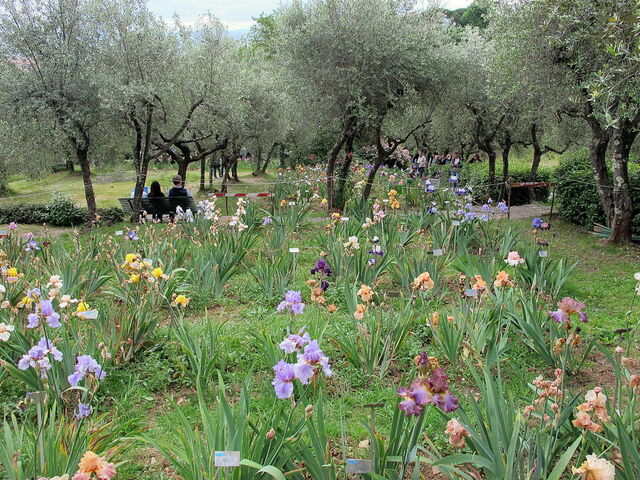 Park of the Iris Garden