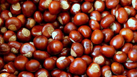 Chestnuts
