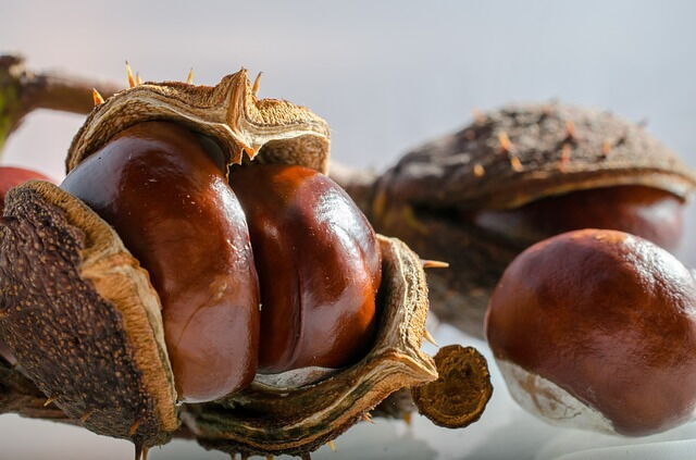 Ripe Chestnuts
