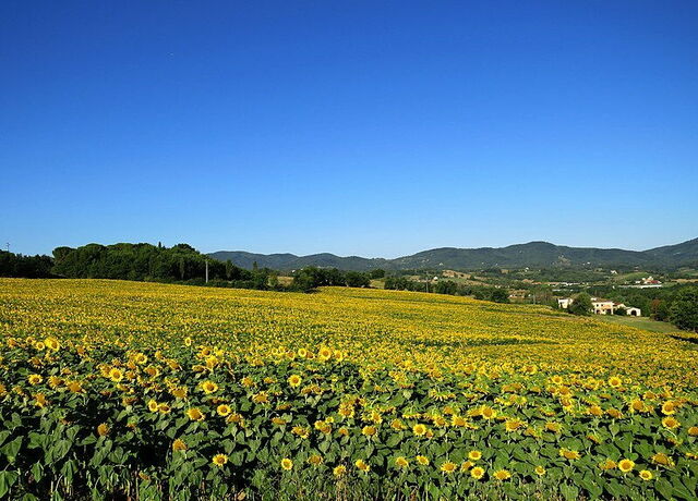 Reggello, sunflowers