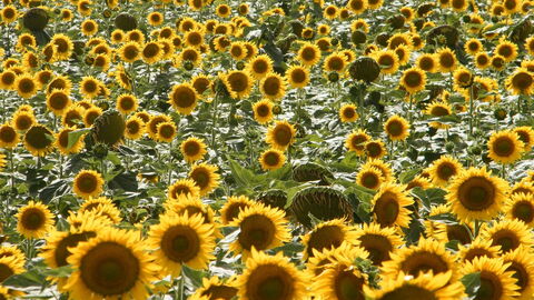 Sunflowers