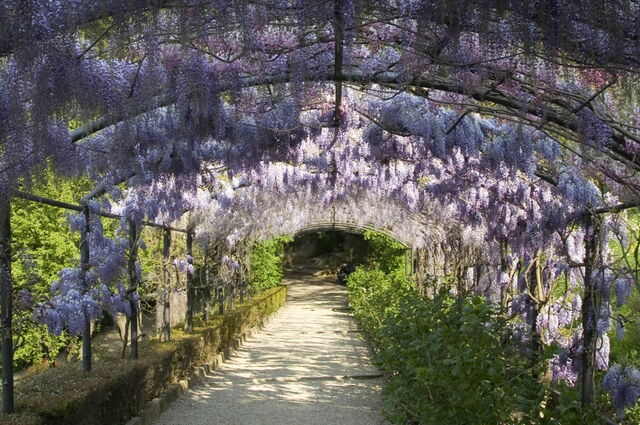 Wisteria in the Giardino Bardini