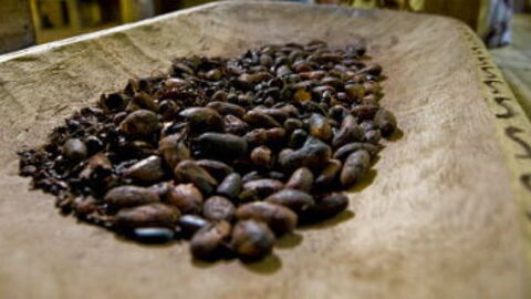 Cocoa Beans