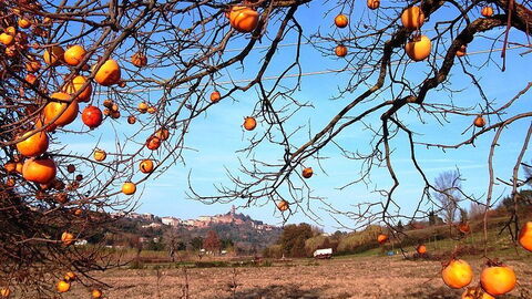 Autumn in San Miniato