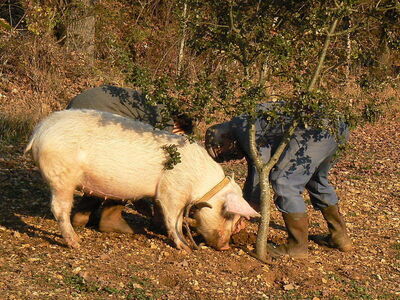 Pig being used to find truffles