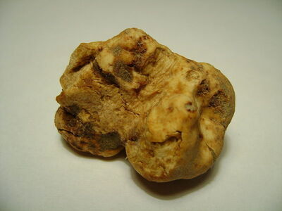 White Truffle