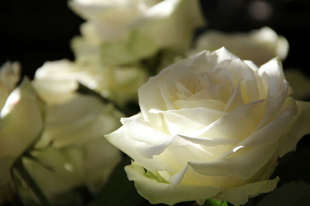 White roses