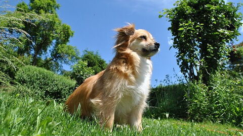 Bring your pet to tuscany