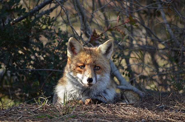 A fox in the Maremma Regional Park
