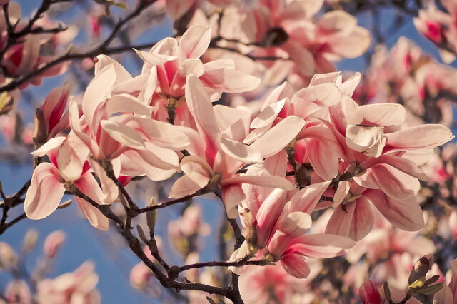 Magnolia