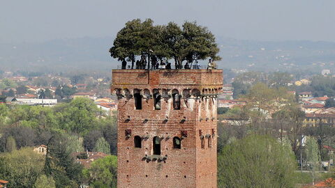 Garden of Torre Guinigi, Lucca
