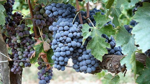Sangiovese grapes, used in making Brunello di Montalcino