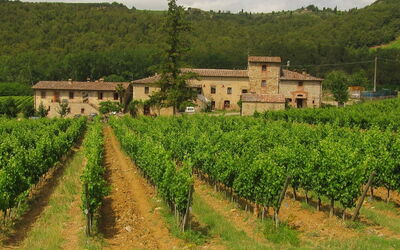 Vineyard in Chianti