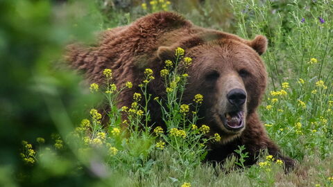 Brown bear