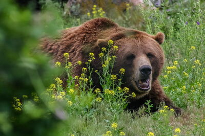 Brown bear