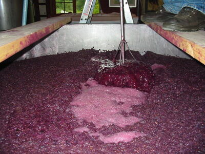 wine fermentation