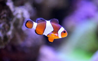 Clownfish