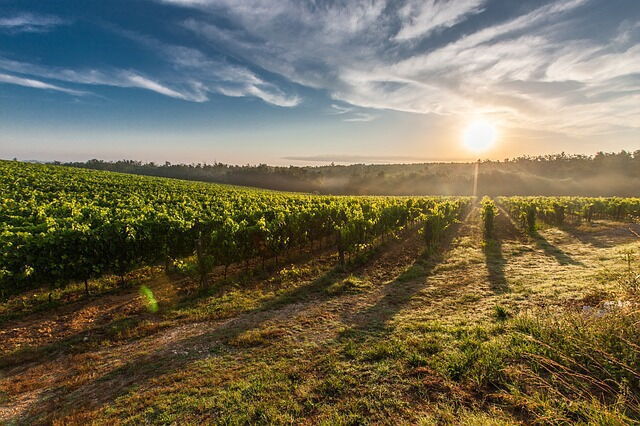 vineyard in Tuscany