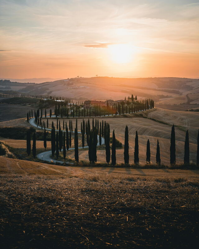 Cypress trees in the Val D'Orcia