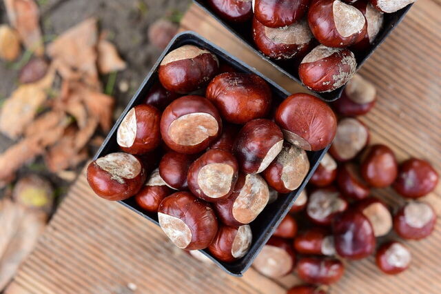Chestnuts
