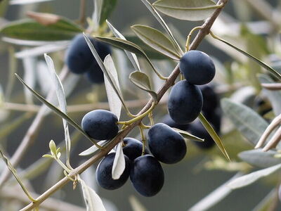 black olives