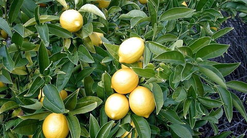 closeup of ripening lemon tree