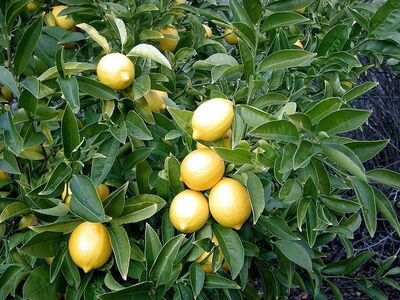 closeup of ripening lemon tree