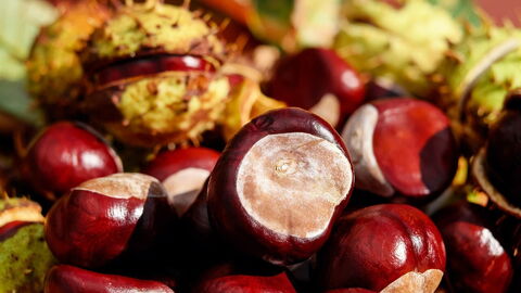 Chestnuts