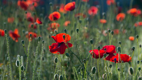 Poppies