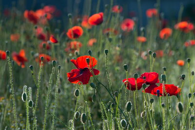 Poppies