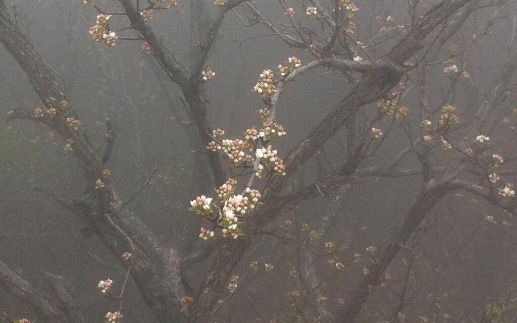 Cherry Blossoms