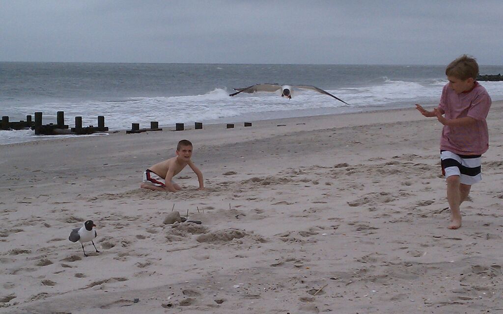 Shouldn't feed the Seagulls!