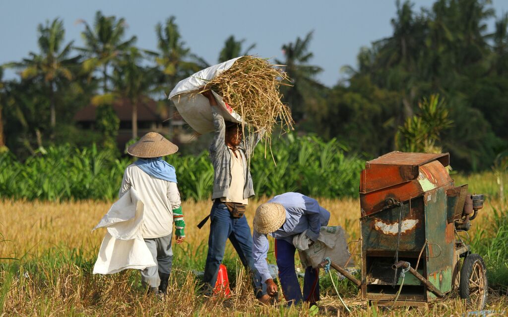 Rice Harvest in Bali