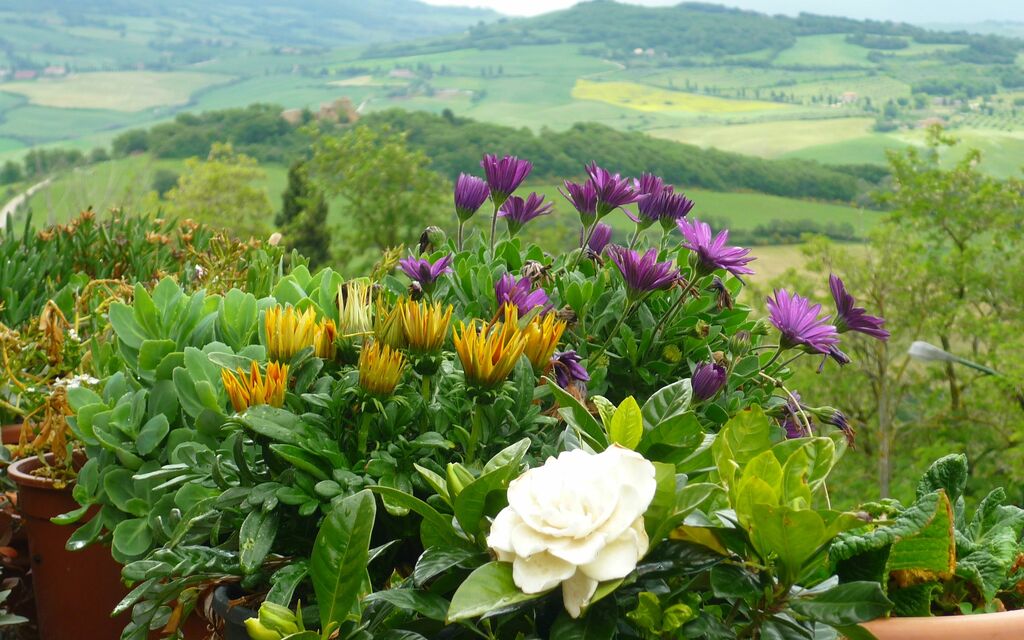 Flowers