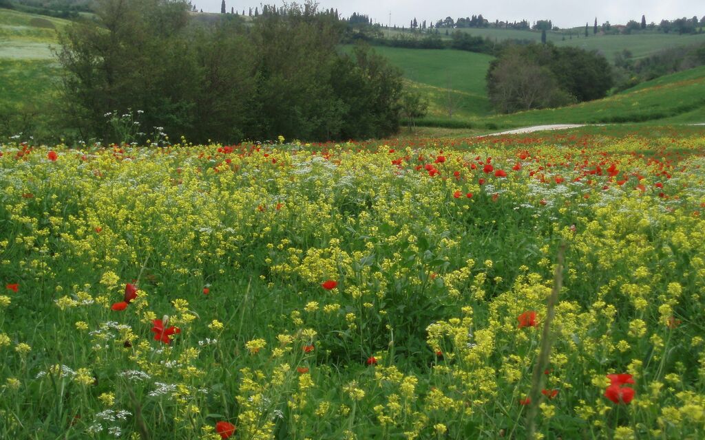 Spring in Tuscany