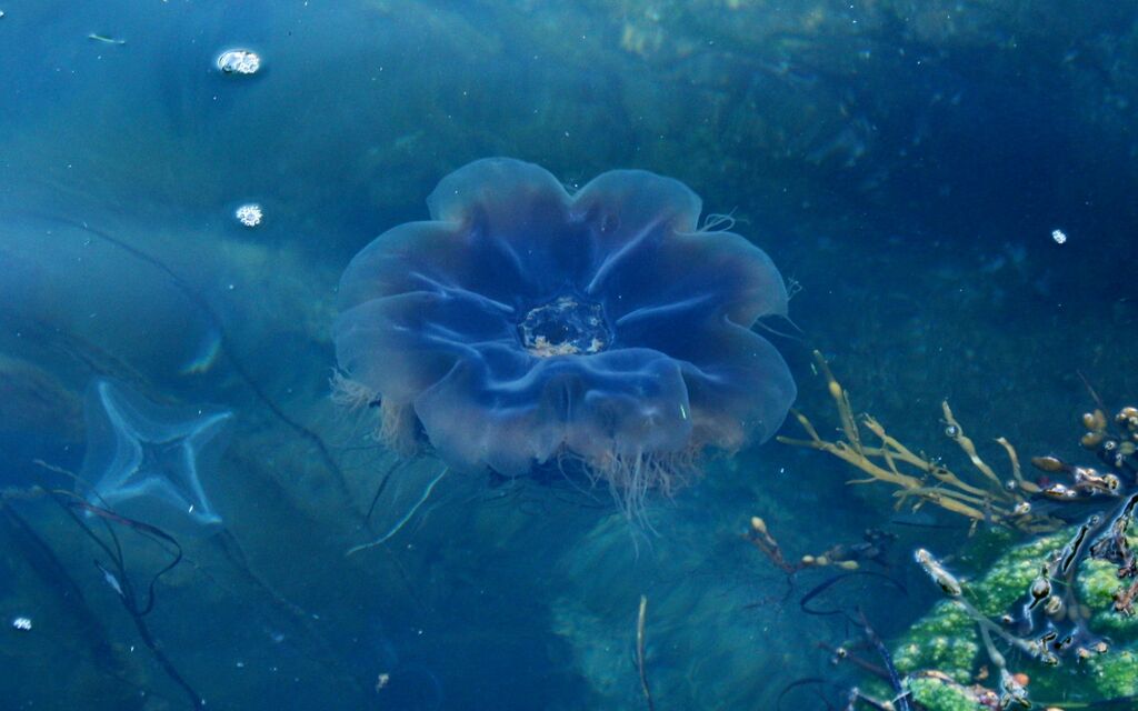 Jelly fish in salt harbor