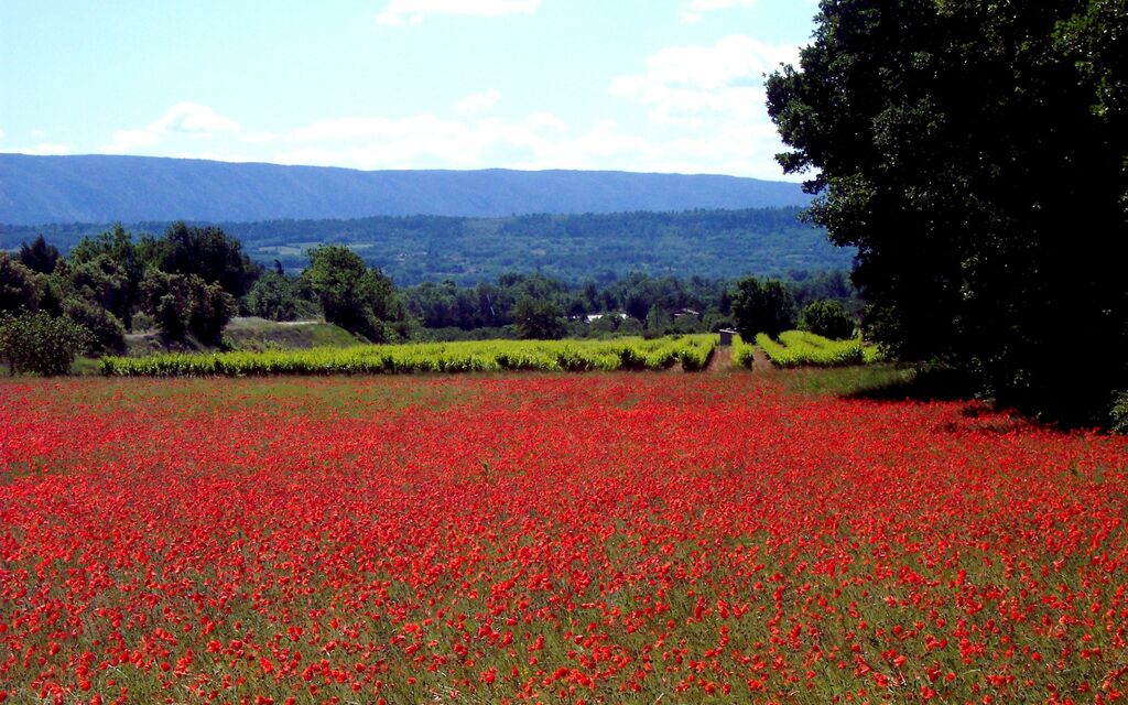 Poppy Fields in France