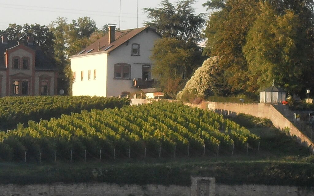 Afternoon in the vineyard on the Rhine