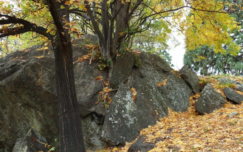 Nature in Queenstown, NZ