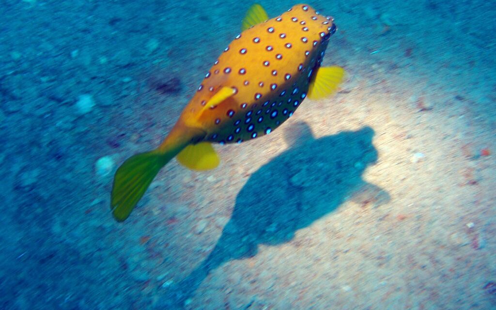 il pesce scatola