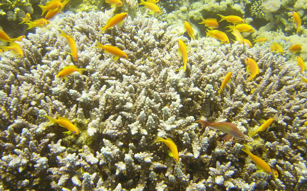 Red Sea