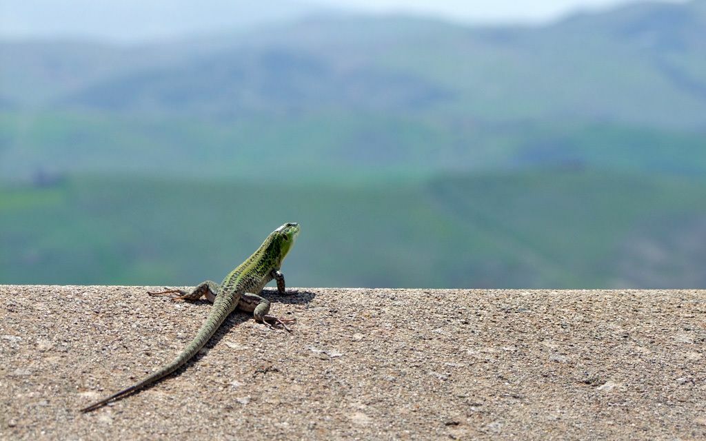 Belvedere con lucertola