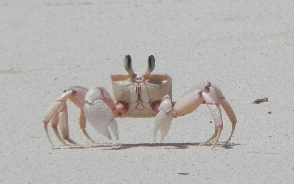 granchio