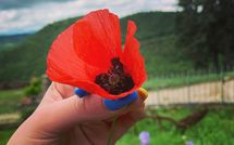 Photo submitted by guest of Fattoria Il Monte