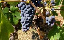 Photo submitted by guest of Villa della Nave