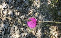 Photo submitted by guest of Contessa di Gaiole